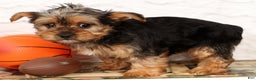 Yorkshire Terrier dogs for sale: Lola - Ad 9