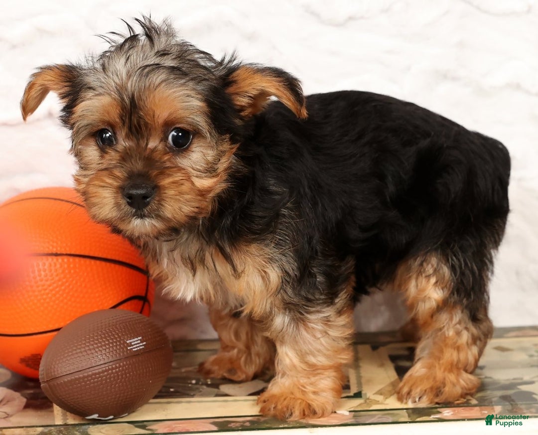 Yorkshire Terrier dogs for sale: Lola - Ad 9
