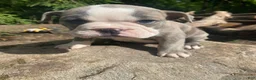 Mixed Breed dogs for sale: Betty - Ad 6