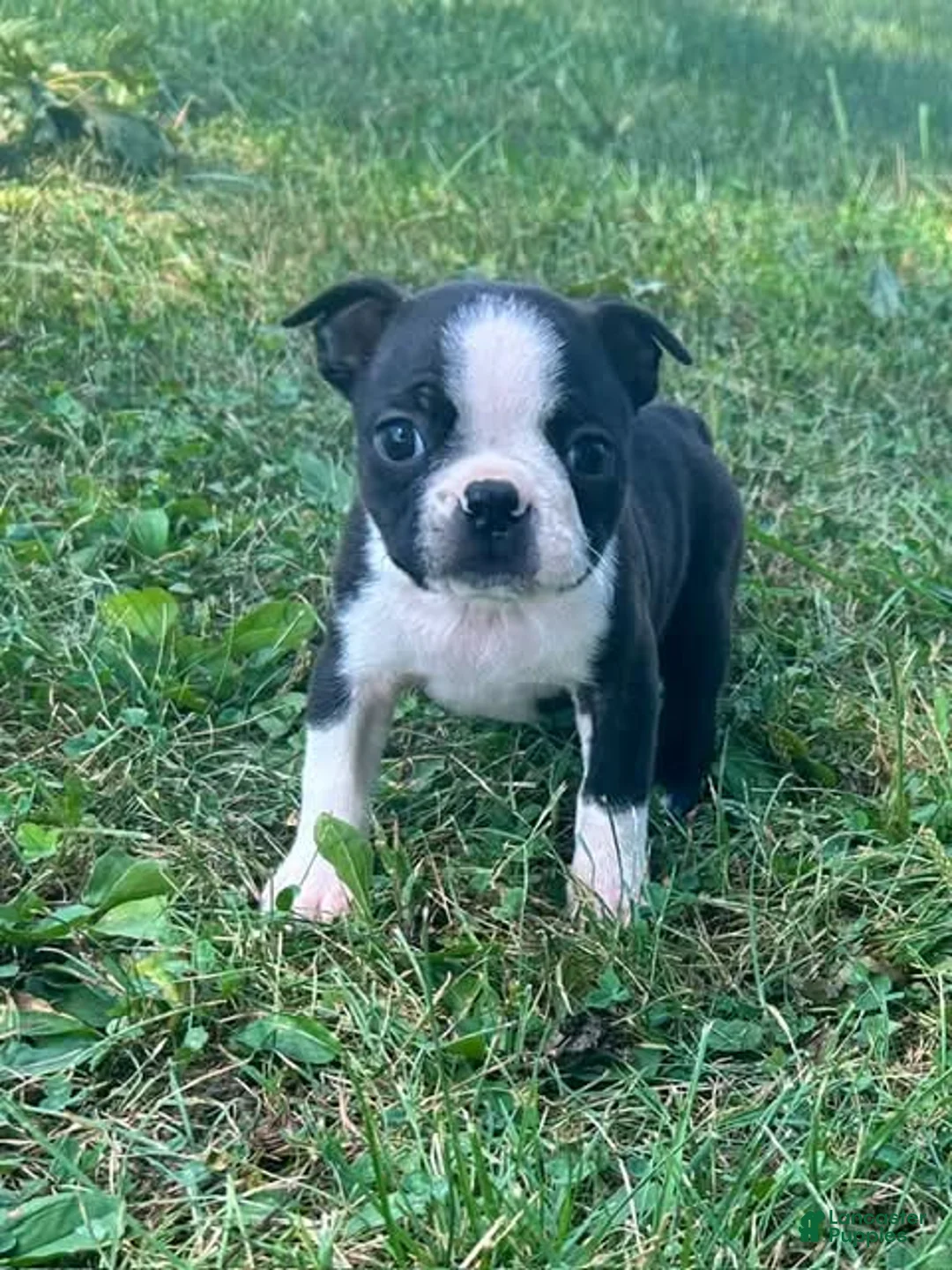 Boston Terrier dogs for sale: Utah - Ad 1