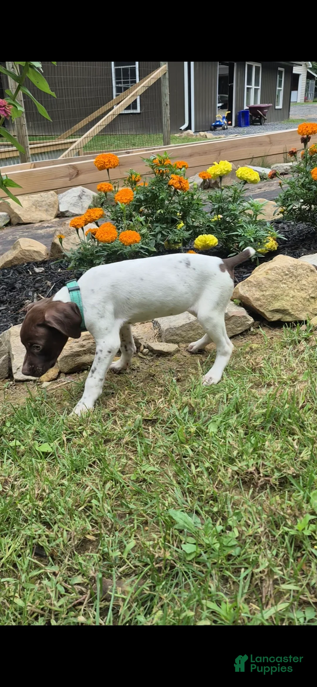 German Shorthaired Pointer dogs for sale: Lila - Ad 2