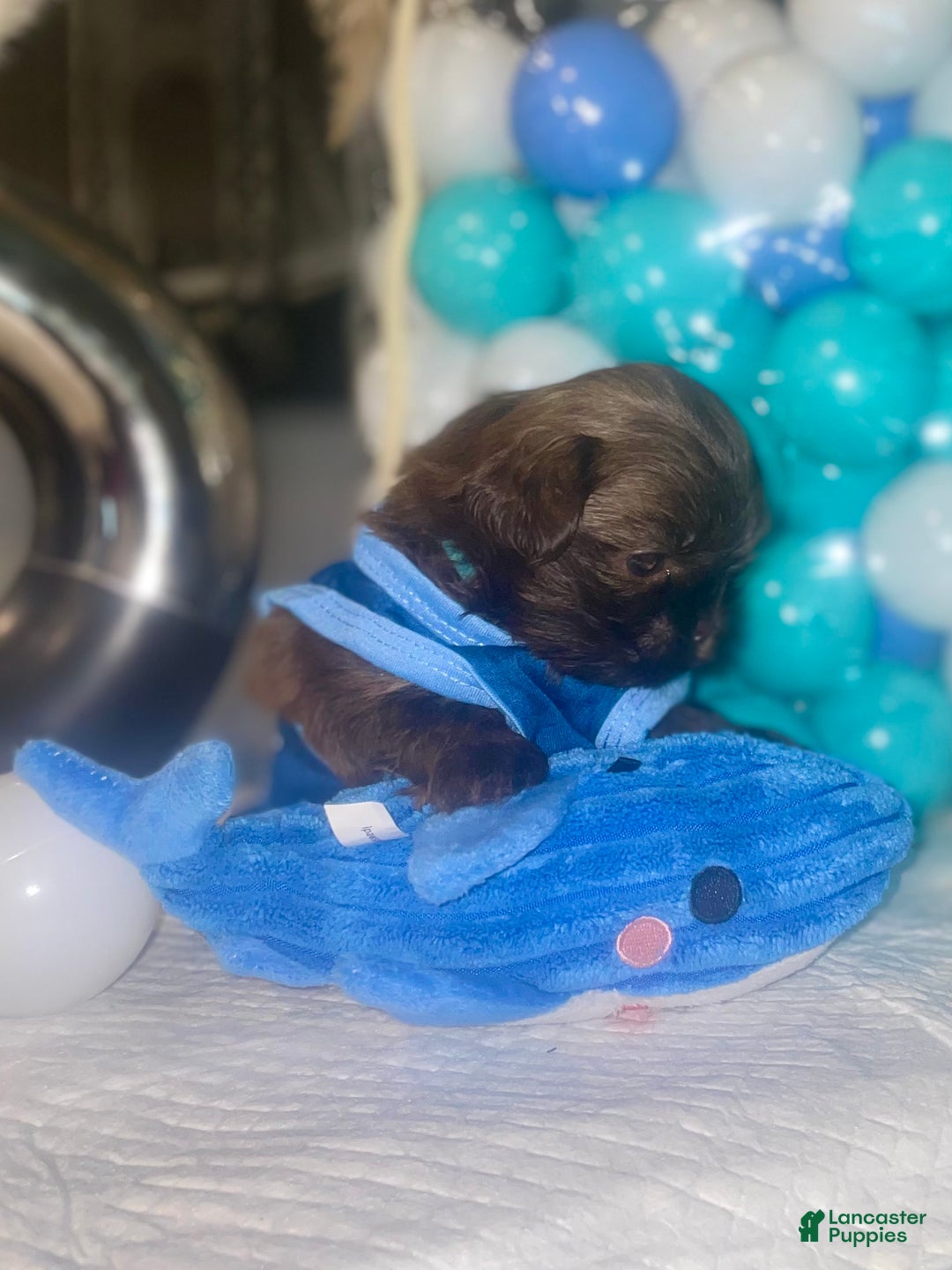 Shih Tzu dogs for sale: Shih Tzu Puppy 3 - Ad 7
