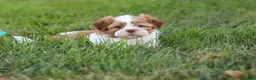 Shih Tzu dogs for sale: Goldie - Ad 13