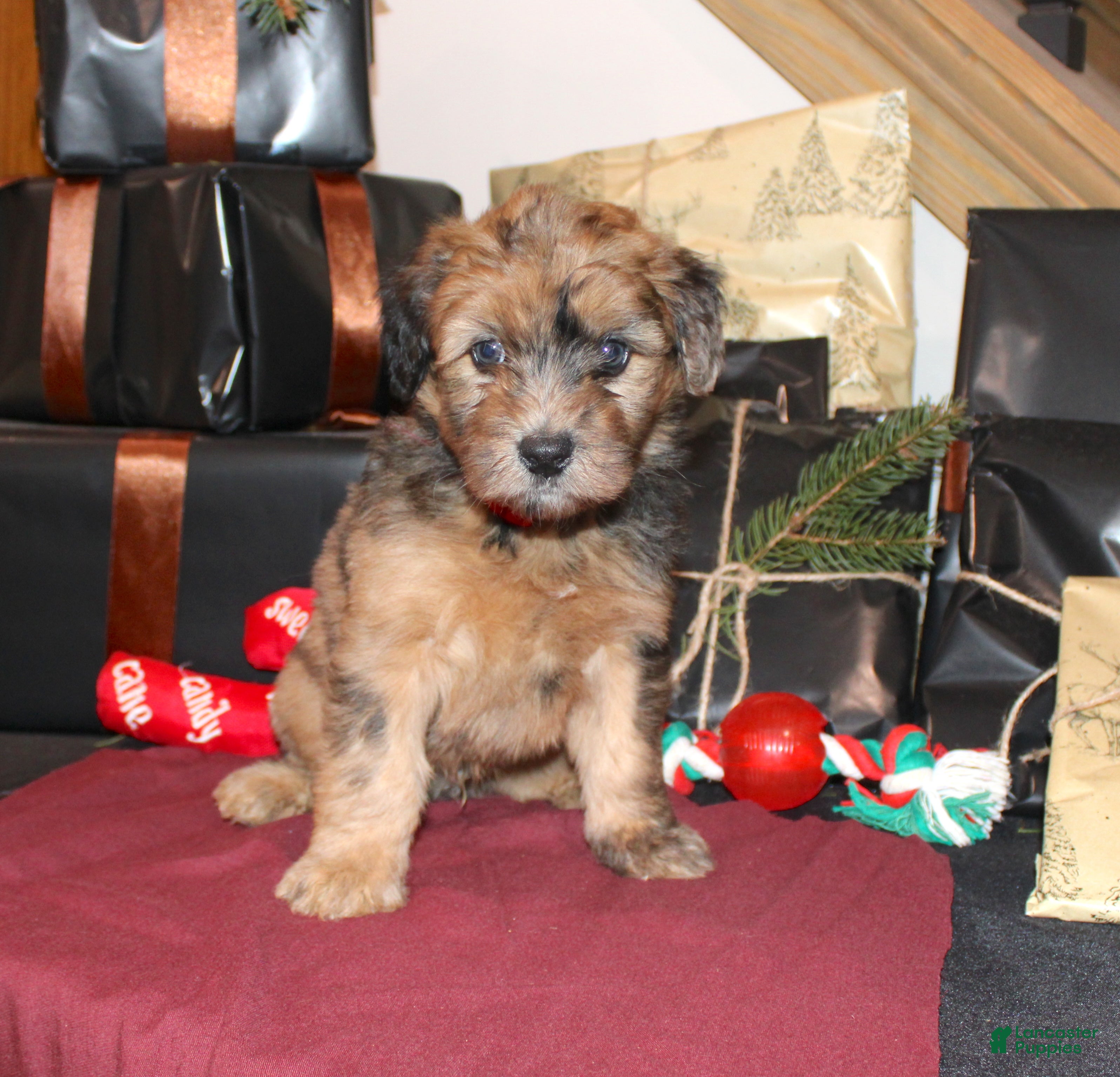 Whoodle dogs Lester - Ad 2