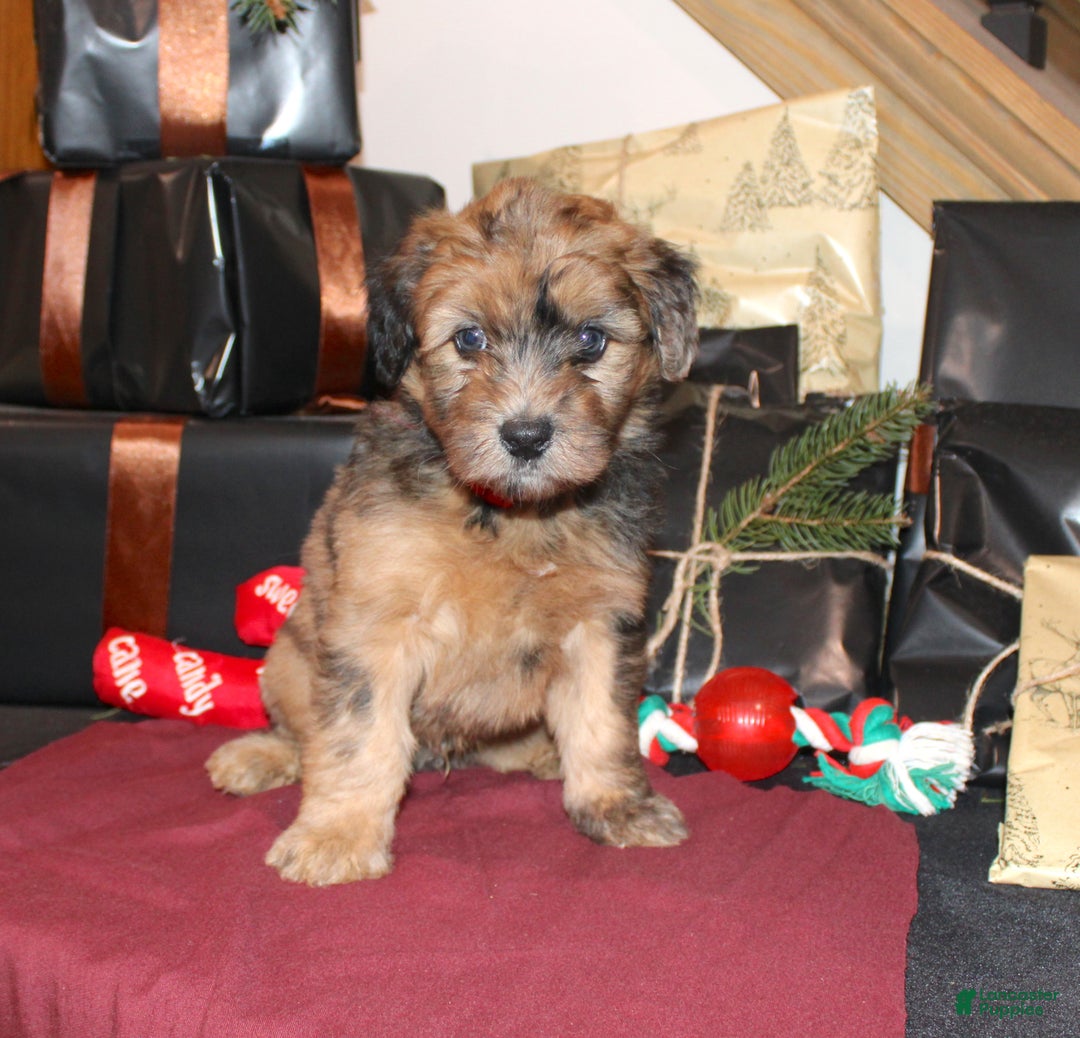 Whoodle dogs for sale: Lester - Ad 1