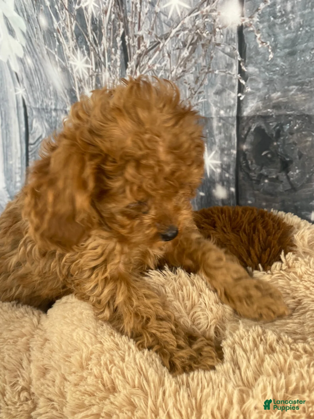 Cavapoo dogs for sale: Layla - Ad 3