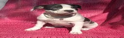 American Bully dogs for sale: MEG THA STALLION - Ad 7