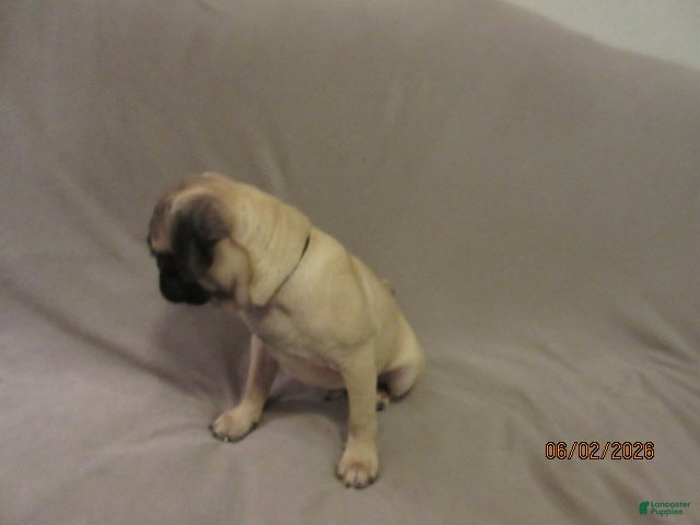 Pug dogs for sale: Clyde - Ad 10