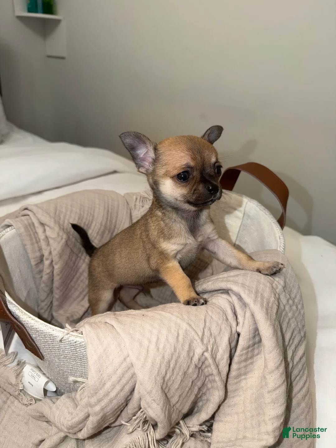 Chihuahua dogs for sale: Peanut - Ad 1