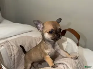 Chihuahua dogs for sale: Peanut - Ad 1