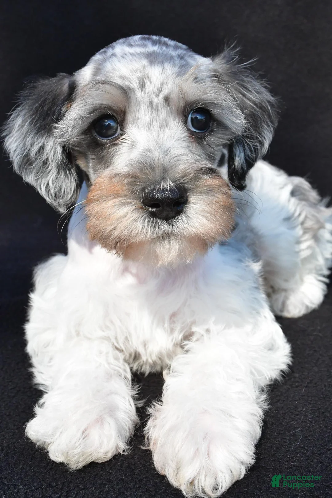 Schnoodle dogs for sale: Echo - Ad 8