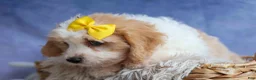 Cavachon dogs for sale: RUBY - Ad 5