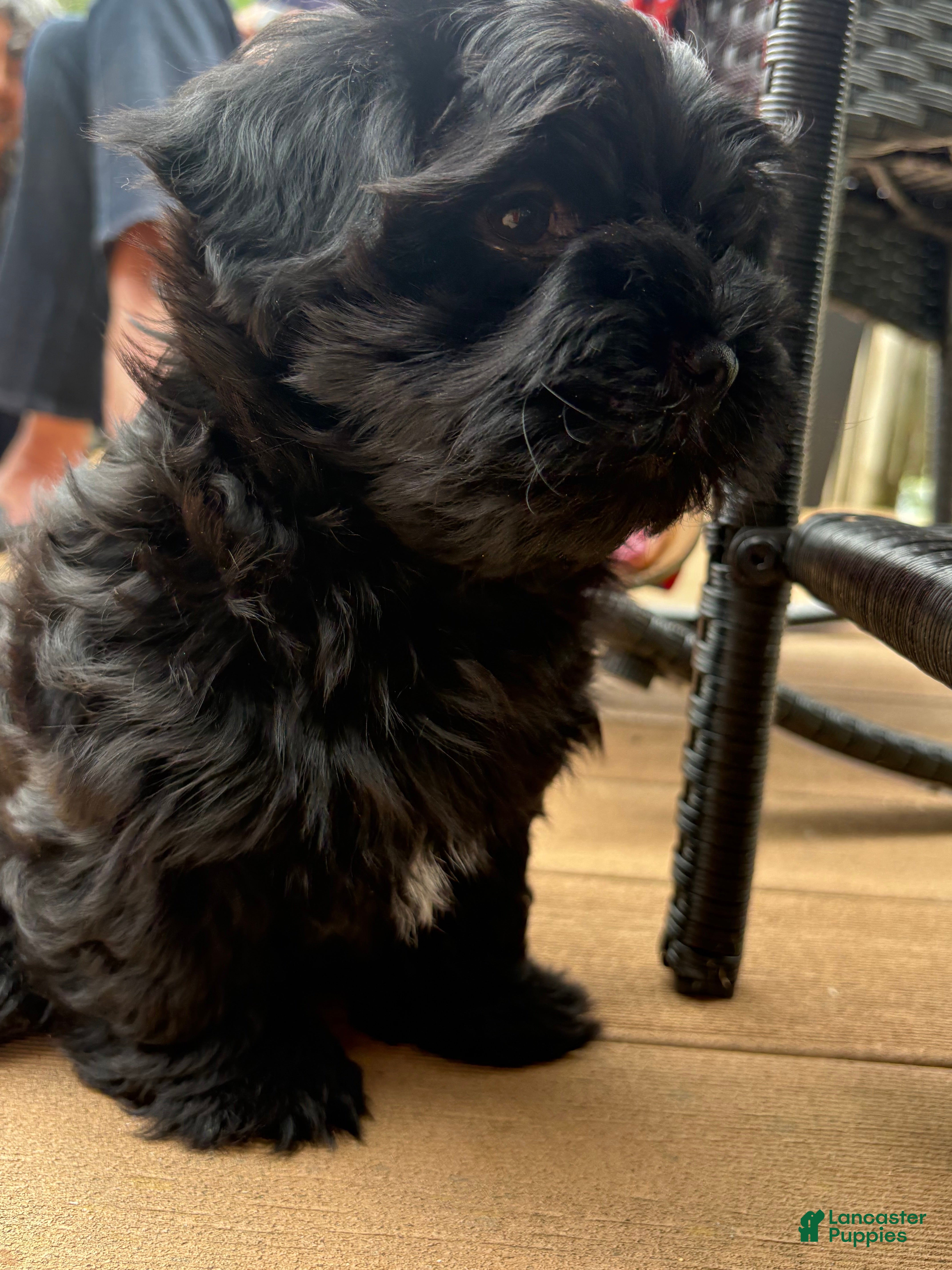 Havanese dogs Chico - Ad 14