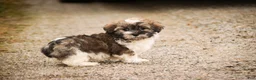 Havanese dogs for sale:  Snickerdoodle - Ad 3