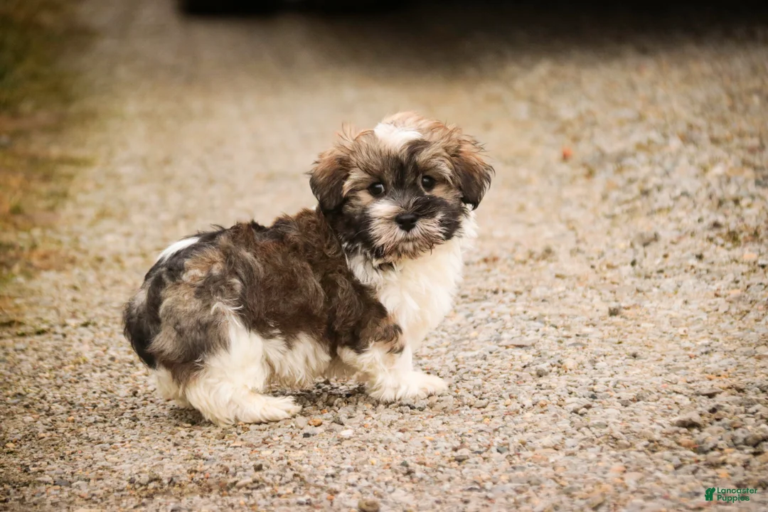 Havanese dogs for sale:  Snickerdoodle - Ad 3