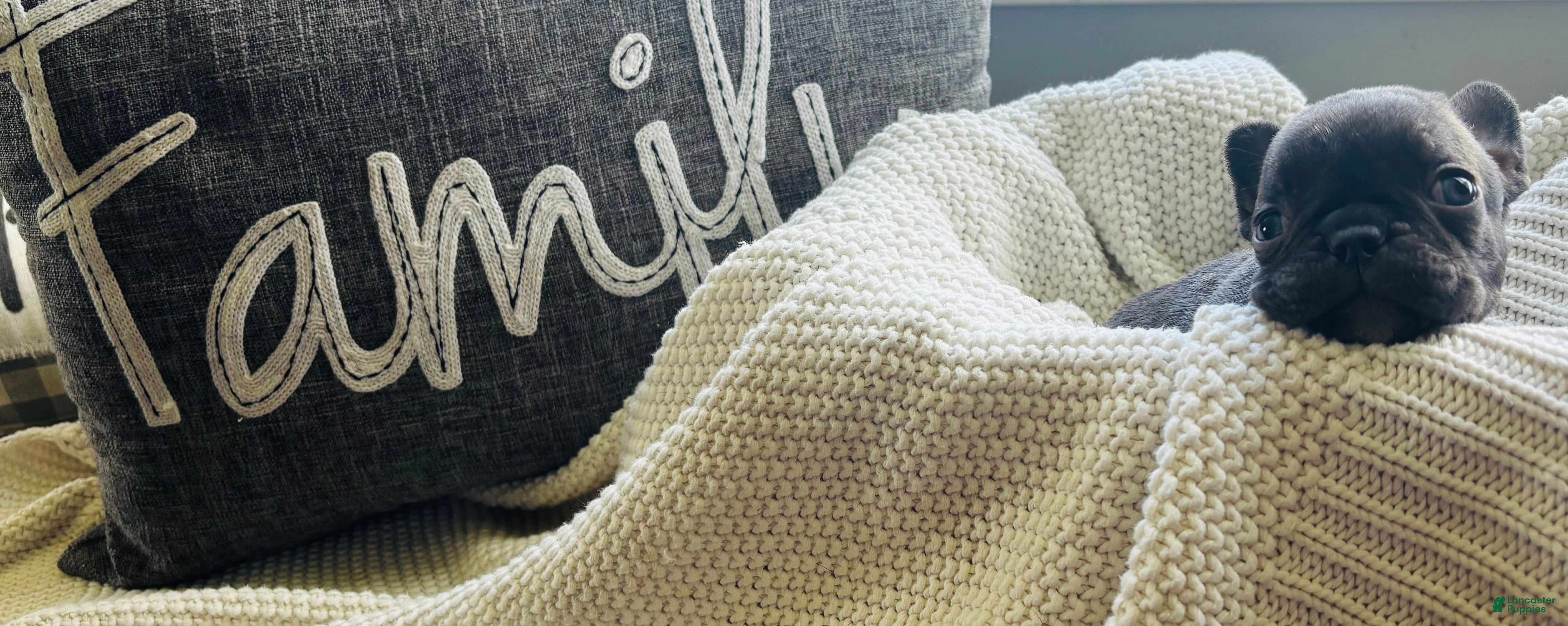 Mixed Breed dogs Milo - Ad 12