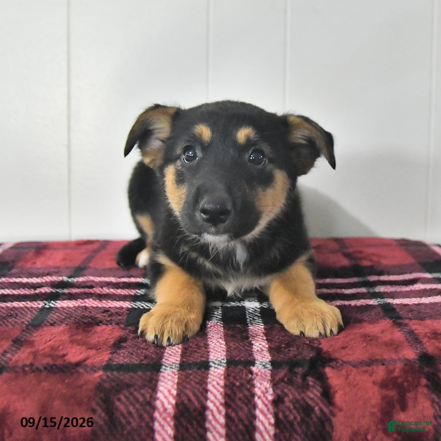 Mixed Breed dogs Bella   - Ad 1