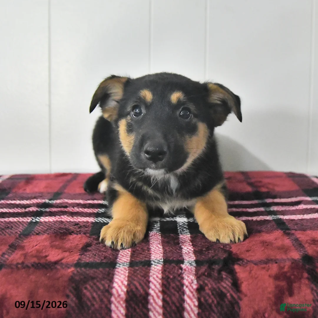 Mixed Breed dogs for sale: Bella   - Ad 1