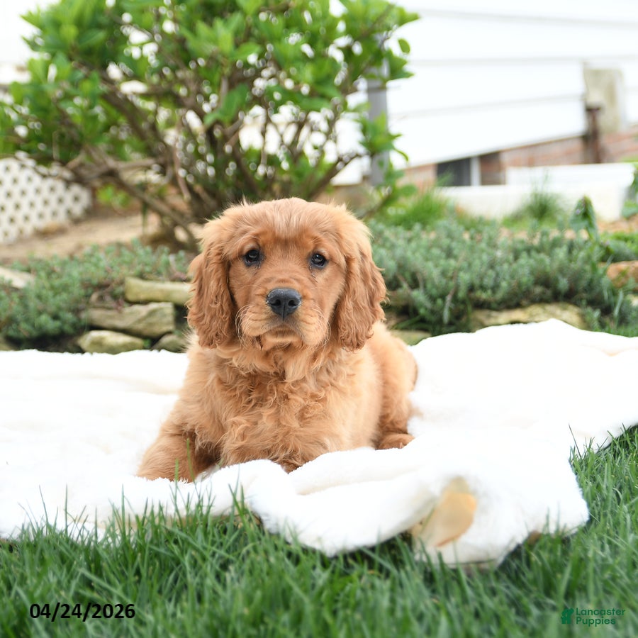 Miniature Golden Retriever dogs Jayden - Ad 2