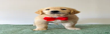Duke
