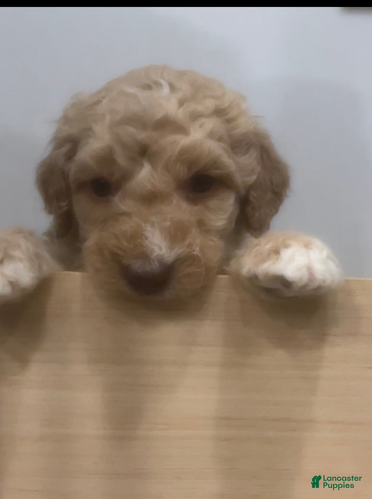 Goldendoodle dogs Willow /Black - Ad 1