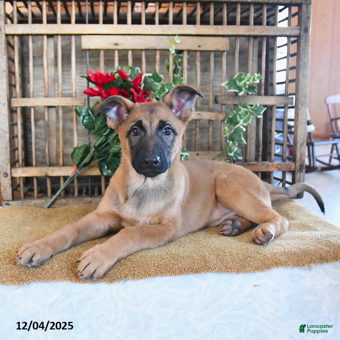 Mixed Breed dogs for sale: Ocean  - Ad 2