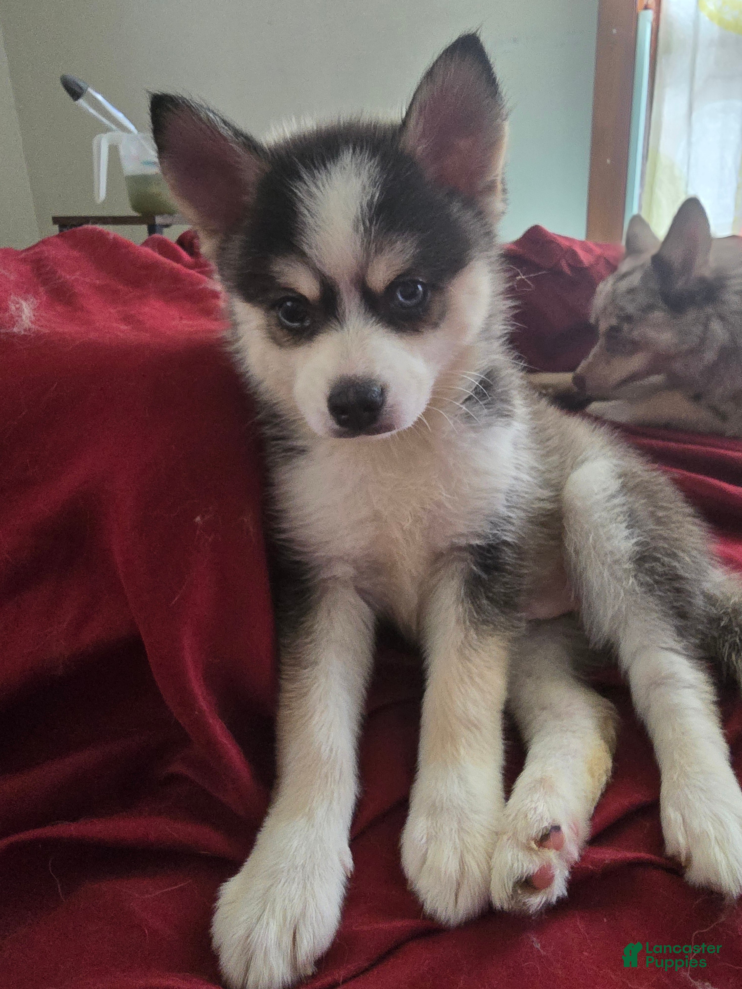 Pomsky dogs Draco  - Ad 42