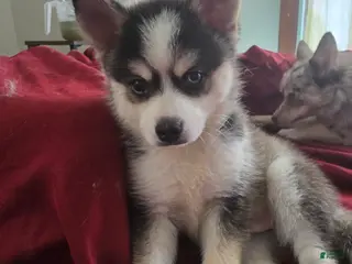 Pomsky dogs Draco - Ad 42
