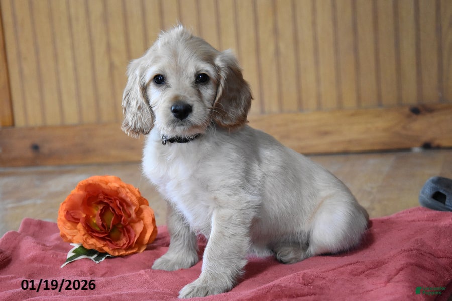 Cockapoo dogs Rusty - Ad 5