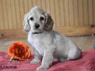 Cockapoo dogs Rusty - Ad 16