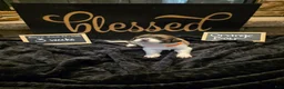 Mixed Breed dogs for sale: Orange Boy - Ad 1
