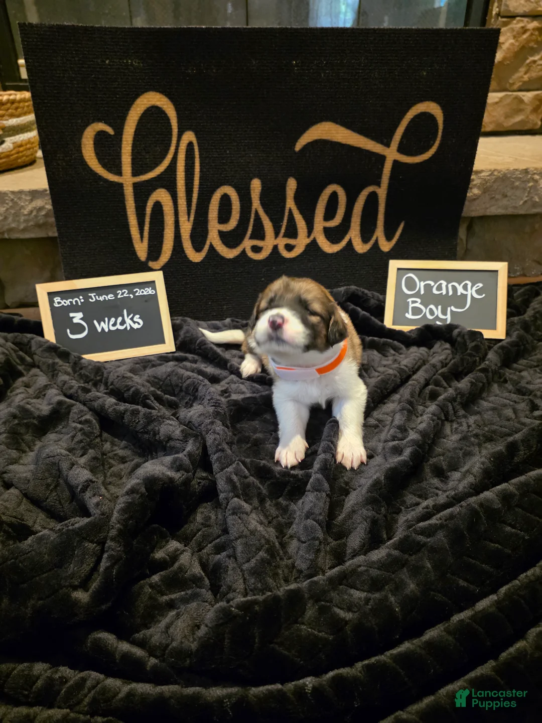 Mixed Breed dogs for sale: Orange Boy - Ad 1