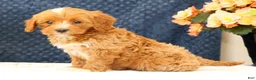 Cavapoo dogs for sale: Anthony - Ad 3
