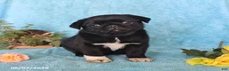 Pug dogs for sale: Blackie - Ad 4