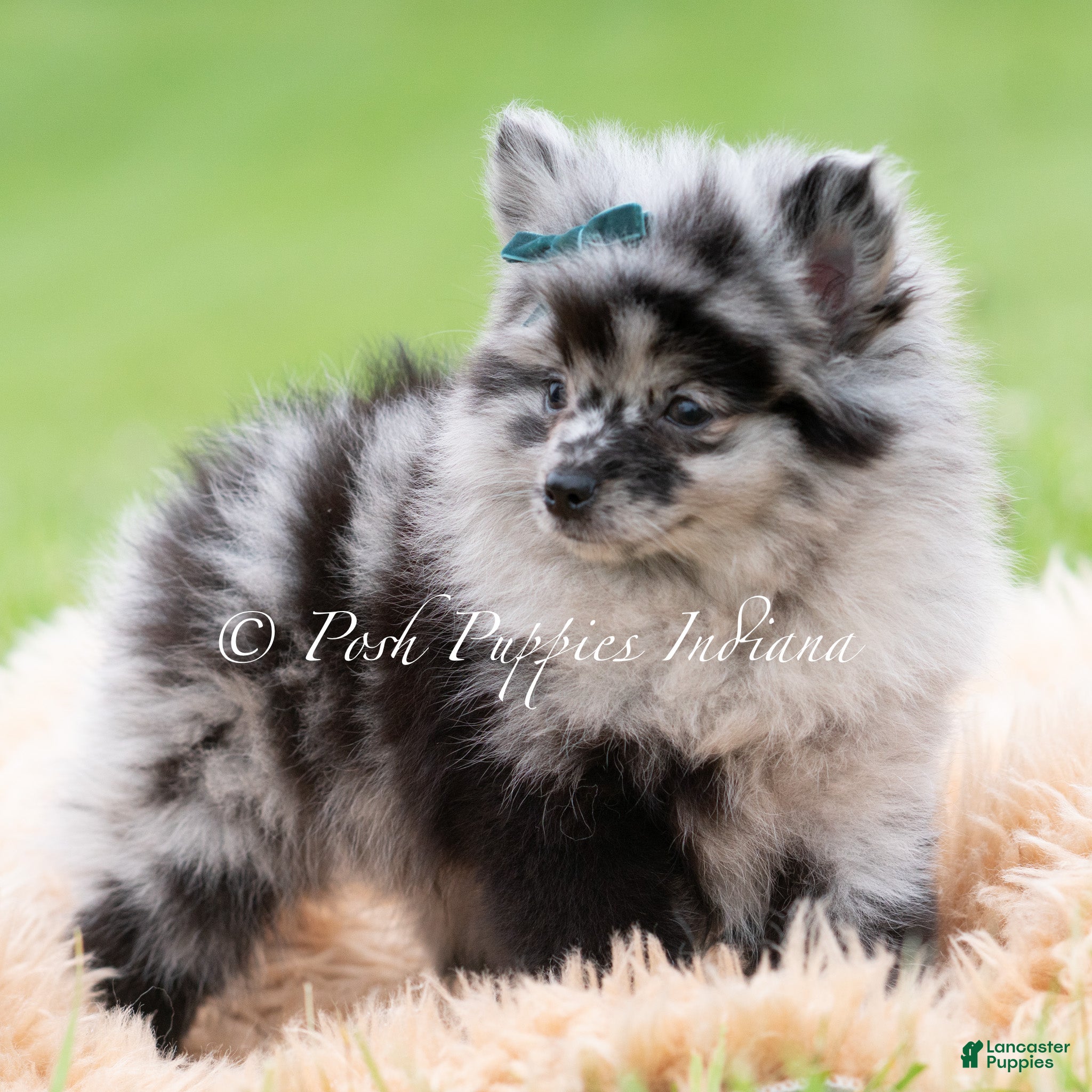 Pomeranian dogs for sale: Crockett AKC - Ad 2