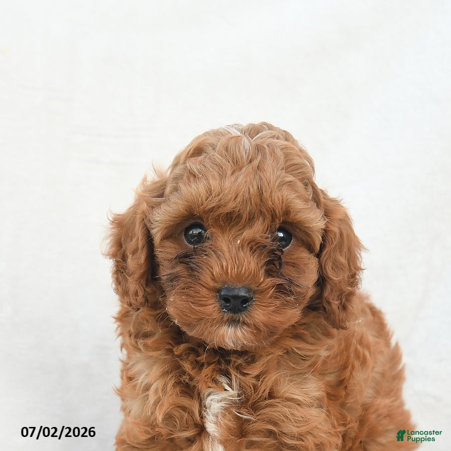 Cavapoo dogs Hickory - Ad 2