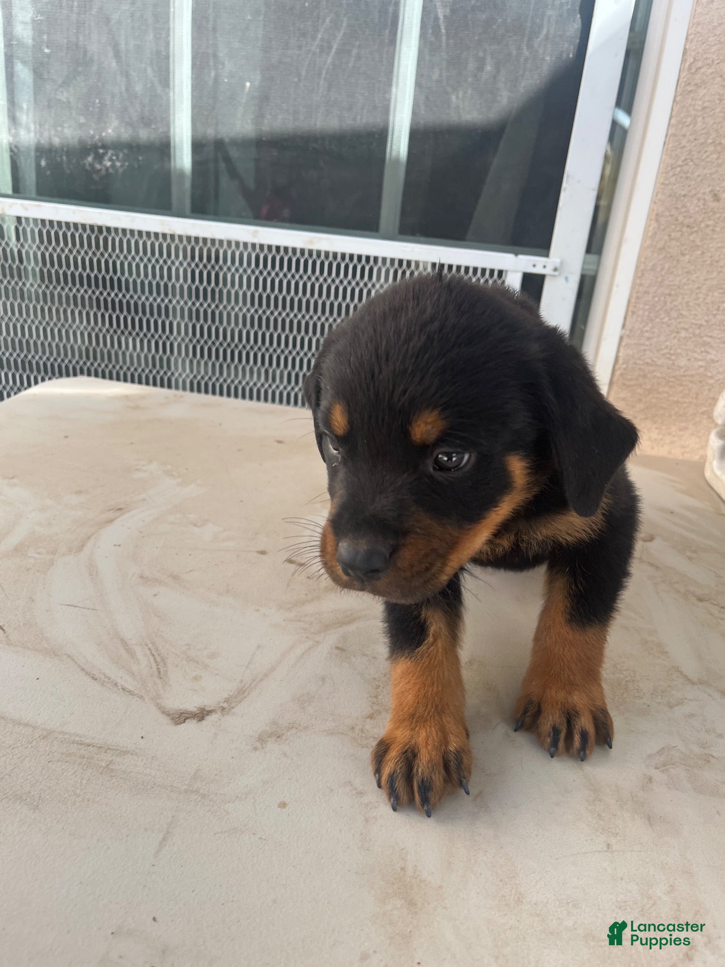 Mixed Breed dogs Mixed Breed 2 - Ad 42