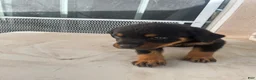 Mixed Breed dogs for sale: Mixed Breed 2 - Ad 1