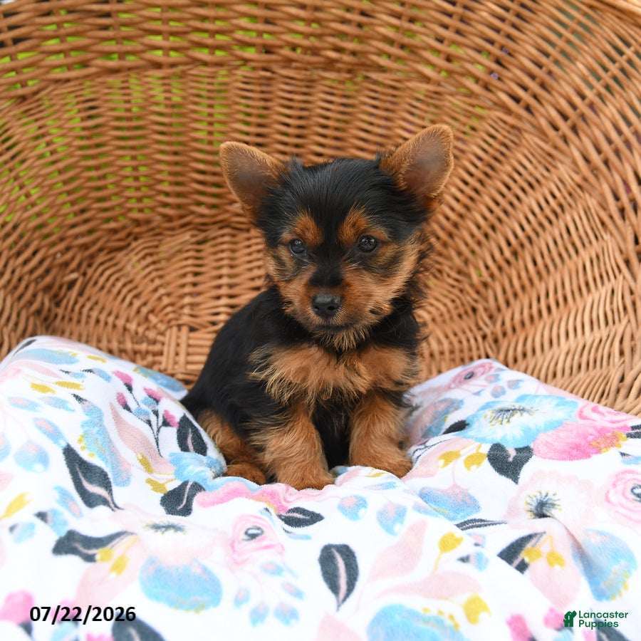 Yorkshire Terrier dogs Tucker - Ad 2