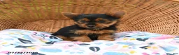 Yorkshire Terrier dogs for sale: Tucker - Ad 2
