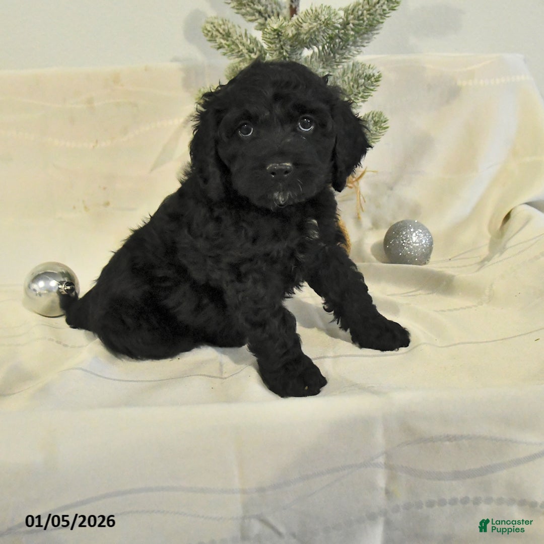 Cockapoo dogs for sale: Bubba - Ad 1