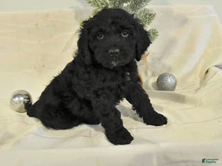 Cockapoo dogs Bubba - Ad 21