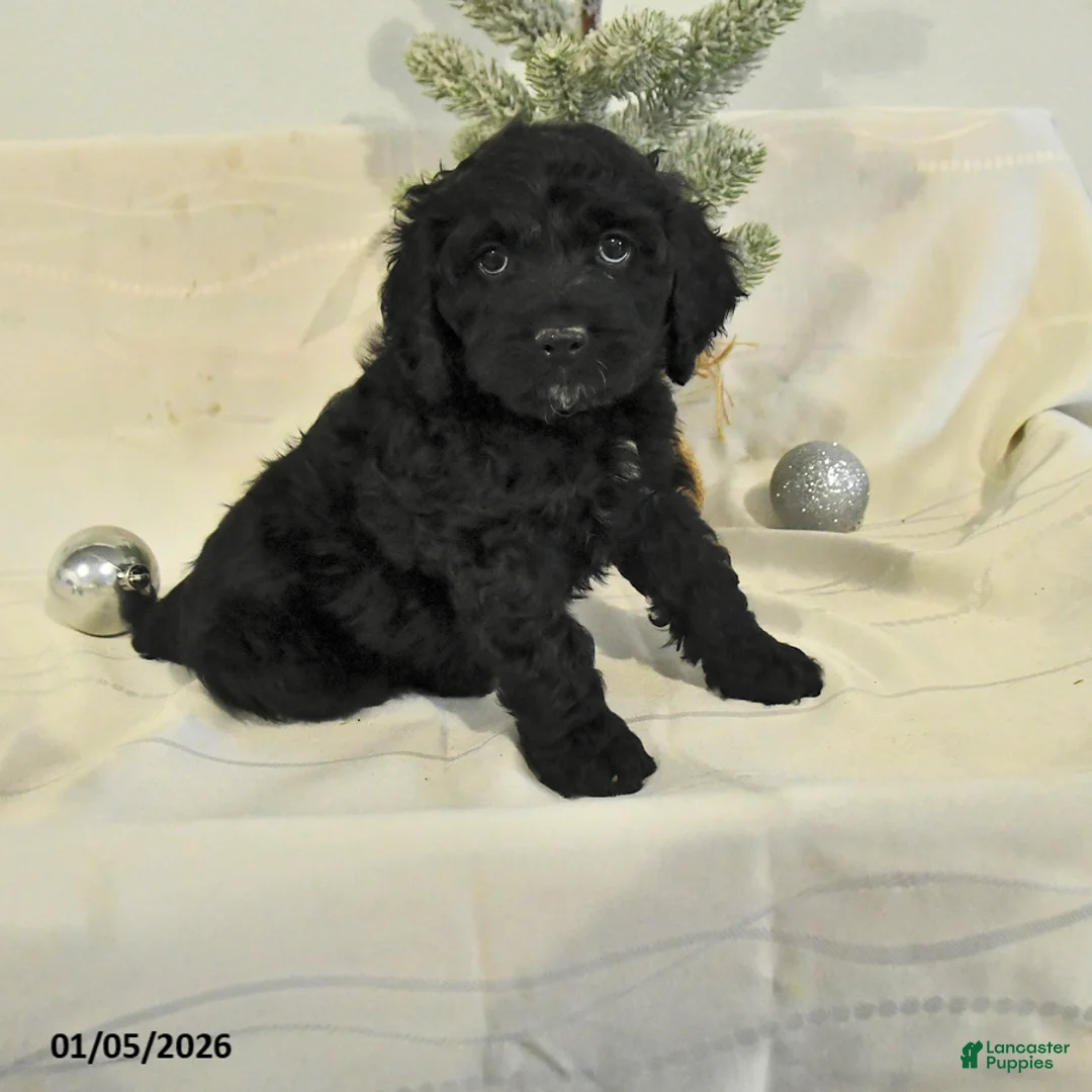 Cockapoo dogs for sale: Bubba - Ad 11