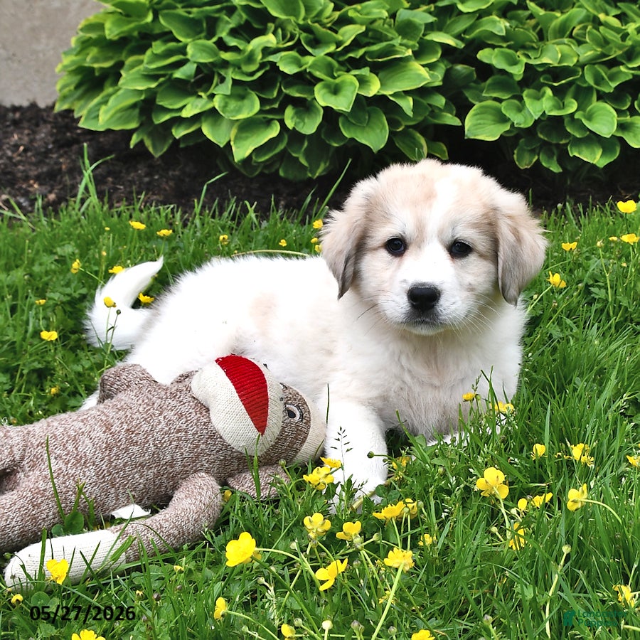 Mixed Breed dogs Finn - Ad 1