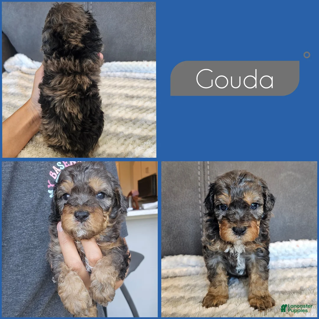 Cockapoo dogs for sale: Gouda - Ad 1
