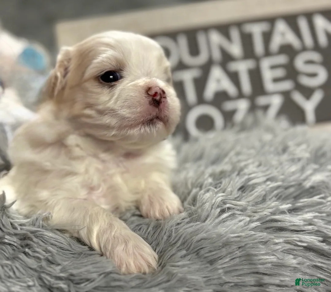 Maltipoo dogs for sale: Tiny little OZZIE - Ad 4