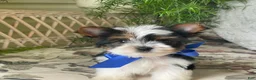 Biewer Terrier dogs for sale: Whisper - Ad 25