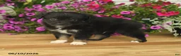 Toy Australian Shepherd dogs for sale: Anthony - Ad 3