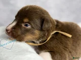 Australian Shepherd Puppy 3
