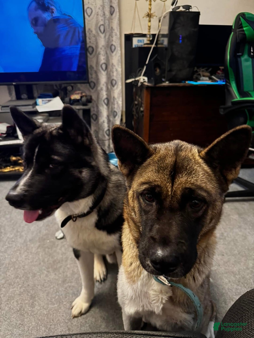 Akita dogs for sale: Akita Puppy 1 - Ad 6